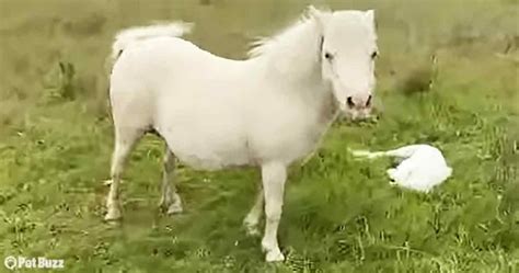 Adorable Mini-Horse Introduces Newborn to Owner - Pet Buzz