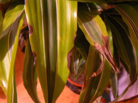 Les Feuilles De Dracaena Jaunissent Que Faire Si Les Feuilles Tombent