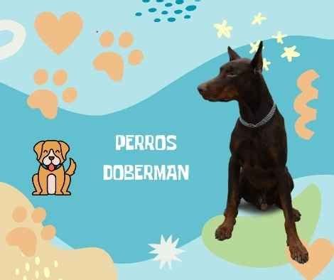 Los Mejores Nombres Para Perros Doberman En 2024