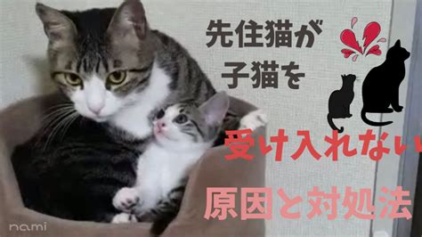 先住猫が新入り子猫を受け入れない原因は？対処方法と体験談！｜にゃんこは我が子