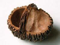 20 Black Walnut crafts ideas | black walnuts, walnut, crafts