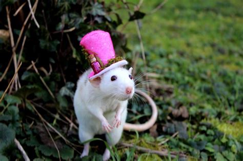 Cute Rat With A Fancy Hat