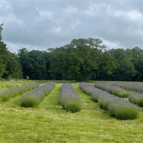 June — Mentley Farm Lavender