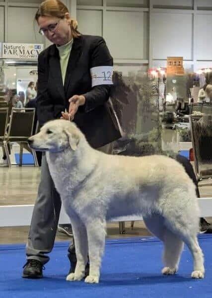 Doreen Macpherson Galaxy Kuvasz Showsight