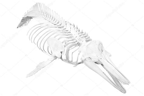 Image of dolphin skeleton | Dolphin skeleton — Stock Photo ...