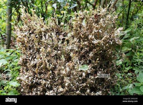 Box Tree Moth Cydalima Perspectalis Damaged Buxus Plants Stock Photo