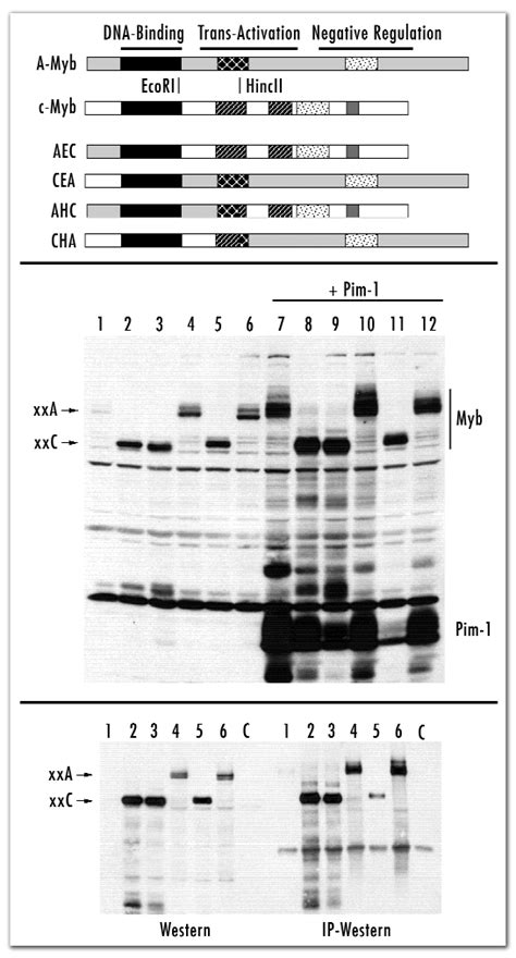 Pim Interacts With C Myb And A Myb A Swap Constructs Recombinants