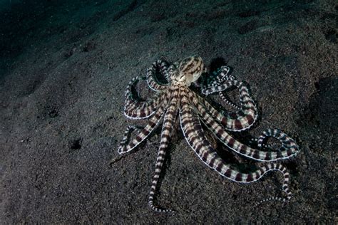 The Mysterious Mimic Octopus: Master Of Disguise Revealed