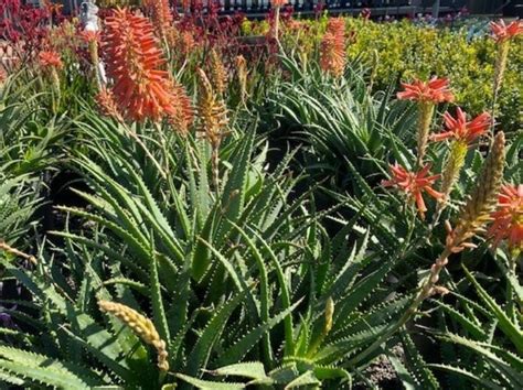 Aloe Hybrida Mako Wholesale Nursery Nurseries In Melbourne Sydney