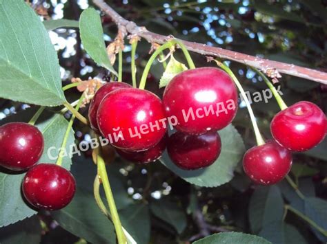 Вишня Крупная десертная саженцы купить в Москве и Подмосковье в питомнике
