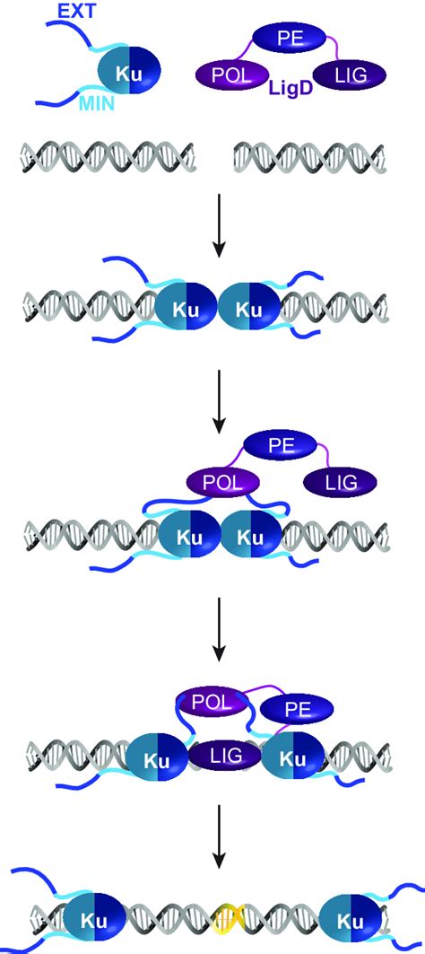 Working Model Of How The Ku C Terminus Contributes To Nhej When A Dna