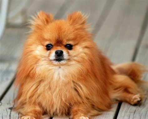 7 Cutest Dog Breeds We All Want To Own Lifestyle