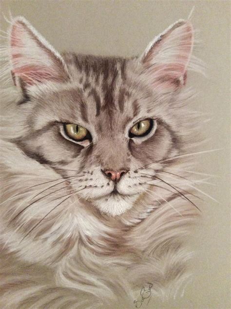 Maine Coon Cat Drawing By Donnabe On Deviantart