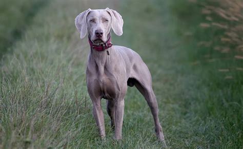 Great Dane In US Give Birth To 21 Puppies In 27 Hours