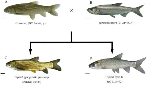 Grass Carp Diagram