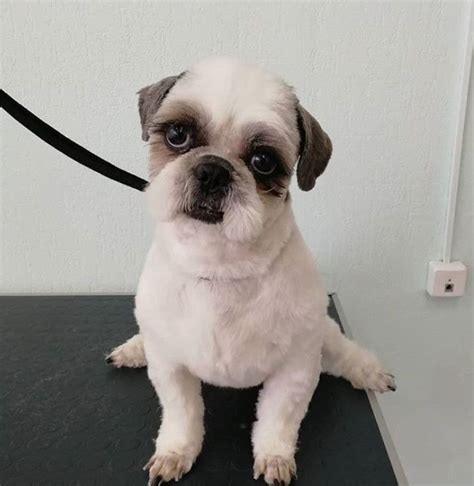 Top 10 Popular Shih Tzu Haircuts (30+ Pictures) - The Paws Shitzu Dogs ...