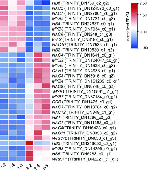 Heat Map Expression Patterns Of DEGs Encoding NAC MYB HB And WRKY