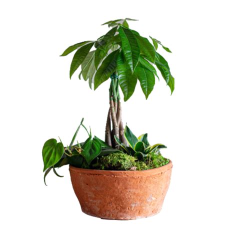 Livetrends Terrafirma Money Tree Garden 15 Inch Fred Meyer