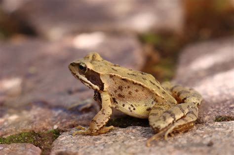 Kleine Berraschung Forum F R Naturfotografen