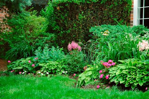 Arbustos perennes amantes de la sombra para el jardín Más de 1000