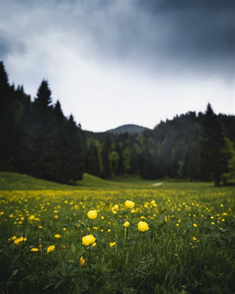 HD wallpaper: field of yellow petaled flowers, selective focus ...