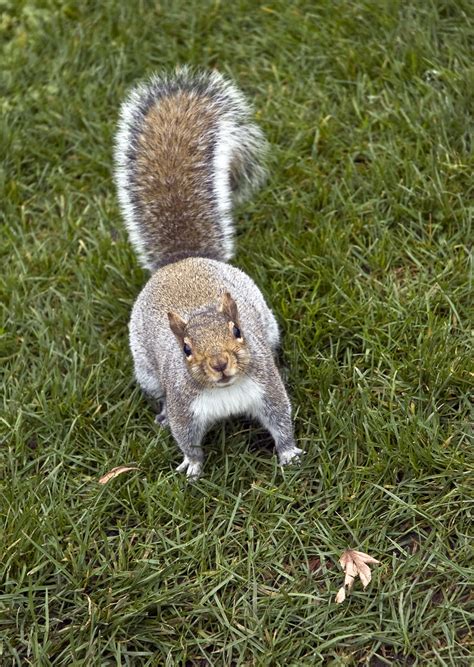 Hello Human A Squirrel At Matthews Beach Park Seattle Wa Flickr