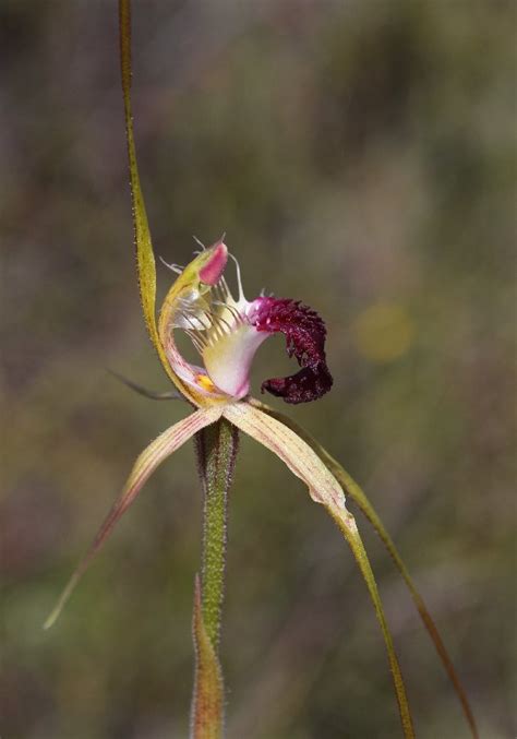 Caladenia Huegelii Thinicola Grand And Scott River Spider Orchids