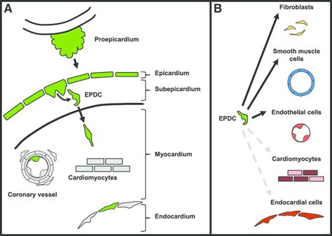 Expression Of Wt1 And The Fate Of Epicardial Cells A The Epicardium Download Scientific