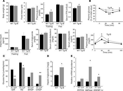 Figure 1 From MCP 1 Contributes To Macrophage Infiltration Into Adipose