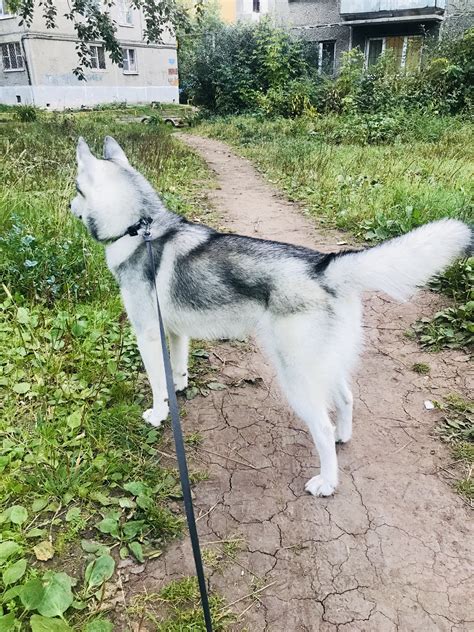 Корм для собак Organix: отзывы, разбор состава, цена - ПетОбзор