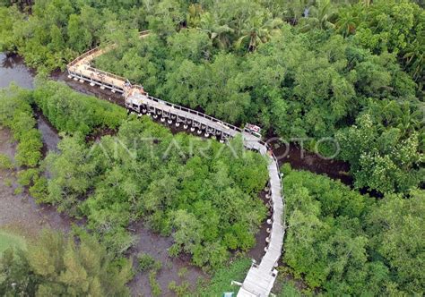 TAMAN EDUKASI MANGROVE PARIAMAN ANTARA Foto