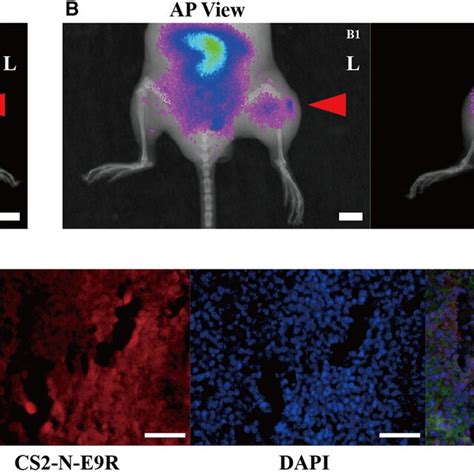 In Vivo Live Imaging Of Mice With Orthotopic Tumor A X‐ray Imaging