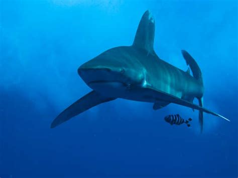 Saviez Vous Qu Il Existe Esp Ces De Requins