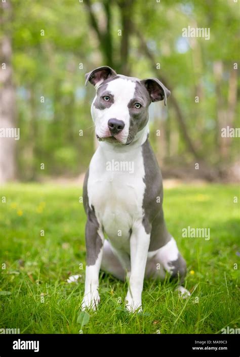 A young blue and white Pit Bull Terrier mixed breed dog sitting and ...