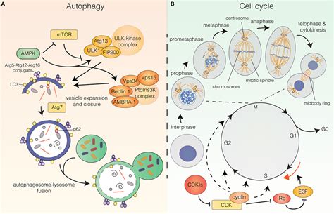 Frontiers Autophagy And The Cell Cycle A Complex Landscape