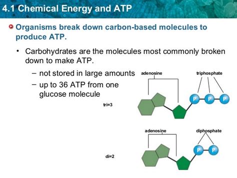 ATP, Photosynthesis & Cellular Respiration Notes