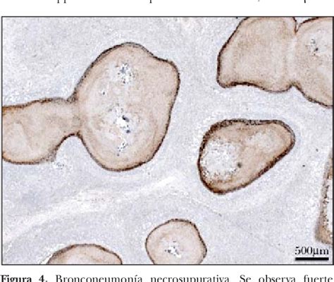 Figure From Demostraci N Inmunohistoqu Mica De Mycoplasma Bovis En