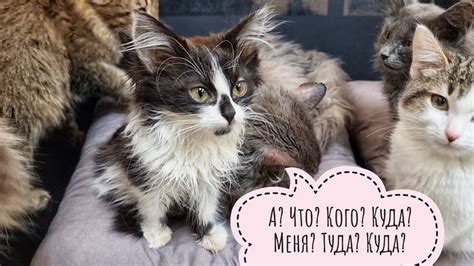Кошачий квест. Отвезли кота Бонифация на прививку, проведали Чудище ...