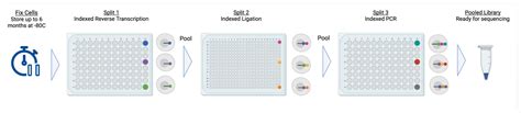 So What Is The Difference Between Parse And Scale Bio Scrna Seq Kits