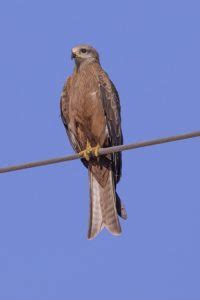 Difference Between Eagle And Kite Difference Between Eagle Vs Kite