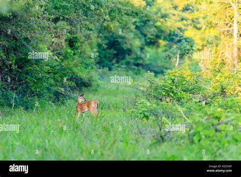 A White-tailed fawn grazing along a trail in Bald Knob National ...