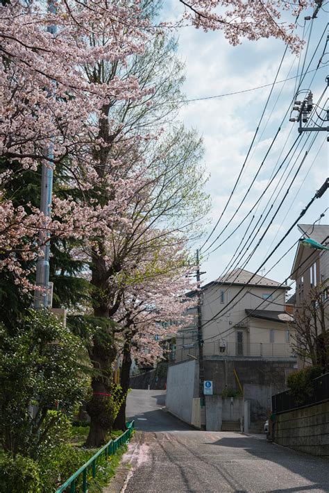 Cherry Blossom Tree Beside Road Photography · Free Stock Photo