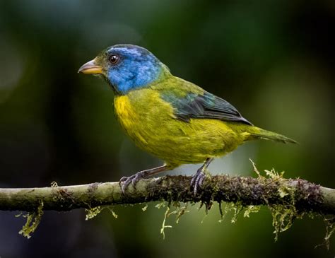 Moss Backed Tanager Owen Deutsch Photography