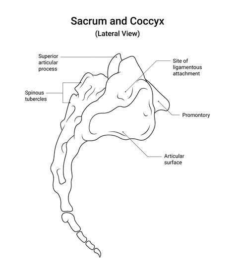 Coccyx Classifications Postacchini Massobrio 1