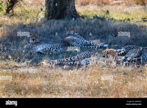 group of cheetahs in the savannah Stock Photo - Alamy