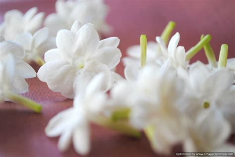 Jasmine Flower Wallpapers HD - Wallpaper Cave