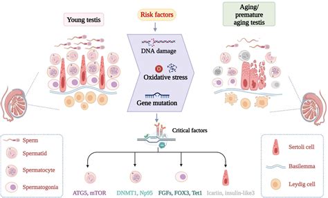 Frontiers Testicular Aging Male Fertility And Beyond