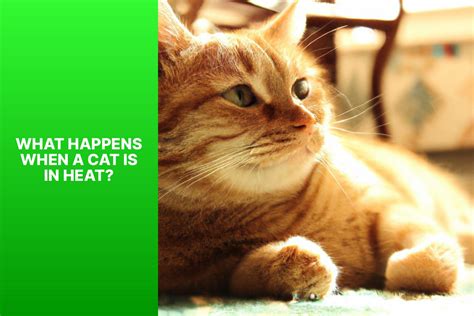 Feline Behavior: Should You Pet Your Cat When She's in Heat ...