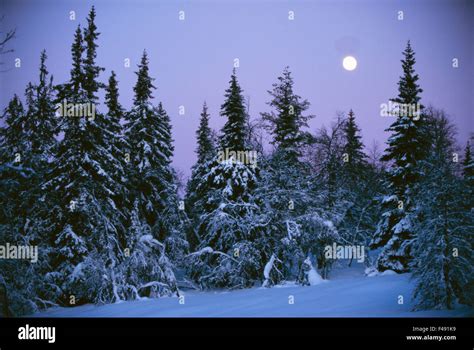 Full Moon Over Forest Stock Photo Alamy