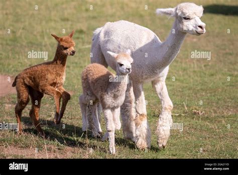 Gerbersdorf Alemania Th De Julio De Los J Venes Gemelos De